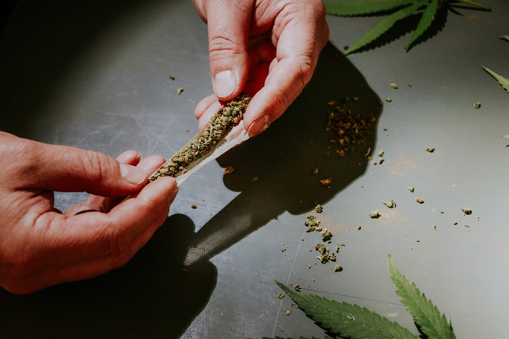 Hands rolling a cannabis joint